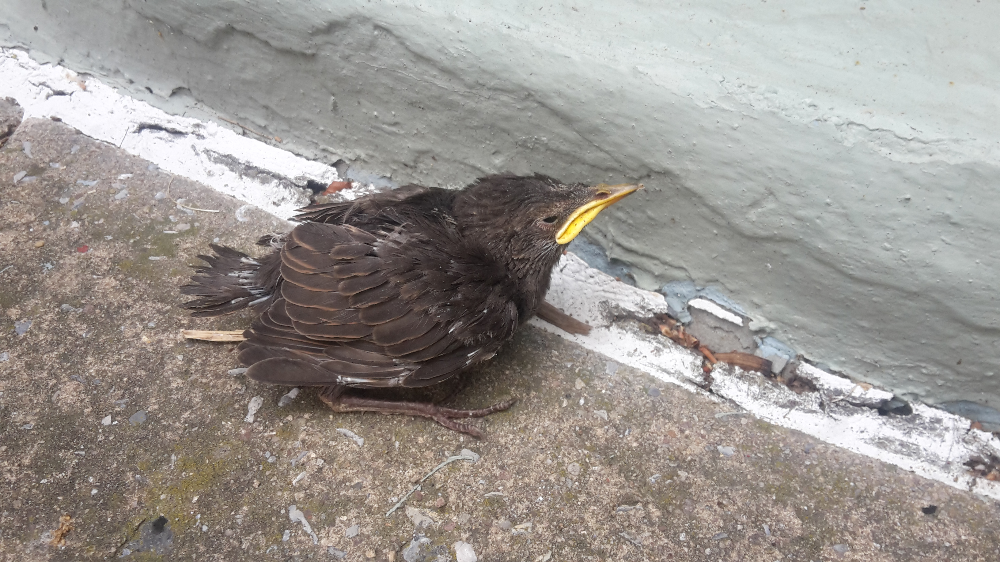 Birds and their Life Lessons